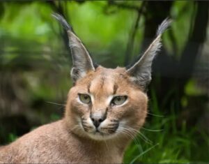 قط بري يثير الرعب بعد اقتحامه منزلا سكنيا