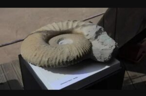 كنز مغربي نادر في قبضة الجمارك الفرنسية: إحباط تهريب أحافير بقيمة ملايين السنتيمات