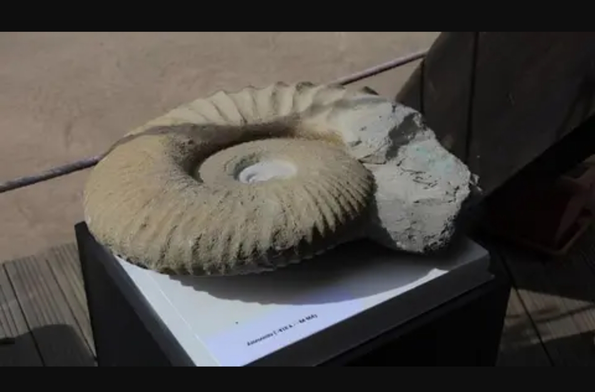 كنز مغربي نادر في قبضة الجمارك الفرنسية: إحباط تهريب أحافير بقيمة ملايين السنتيمات