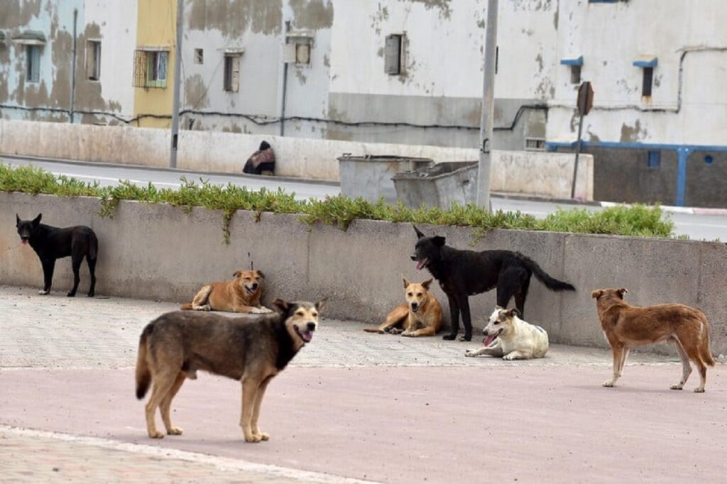 مع اقتراب كأس أمم إفريقيا.. جمعيات تنادي بإنقاذ الحيوانات المهملة في الشوارع