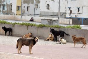مع اقتراب كأس أمم إفريقيا.. جمعيات تنادي بإنقاذ الحيوانات المهملة في الشوارع