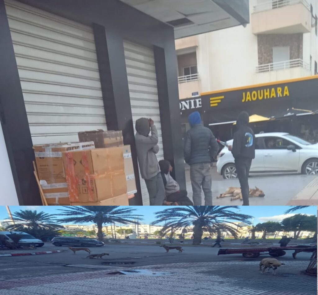 أكادير : الكلاب الضالة والمتشردون يغزون منطقة جيت سكن بحي السلام