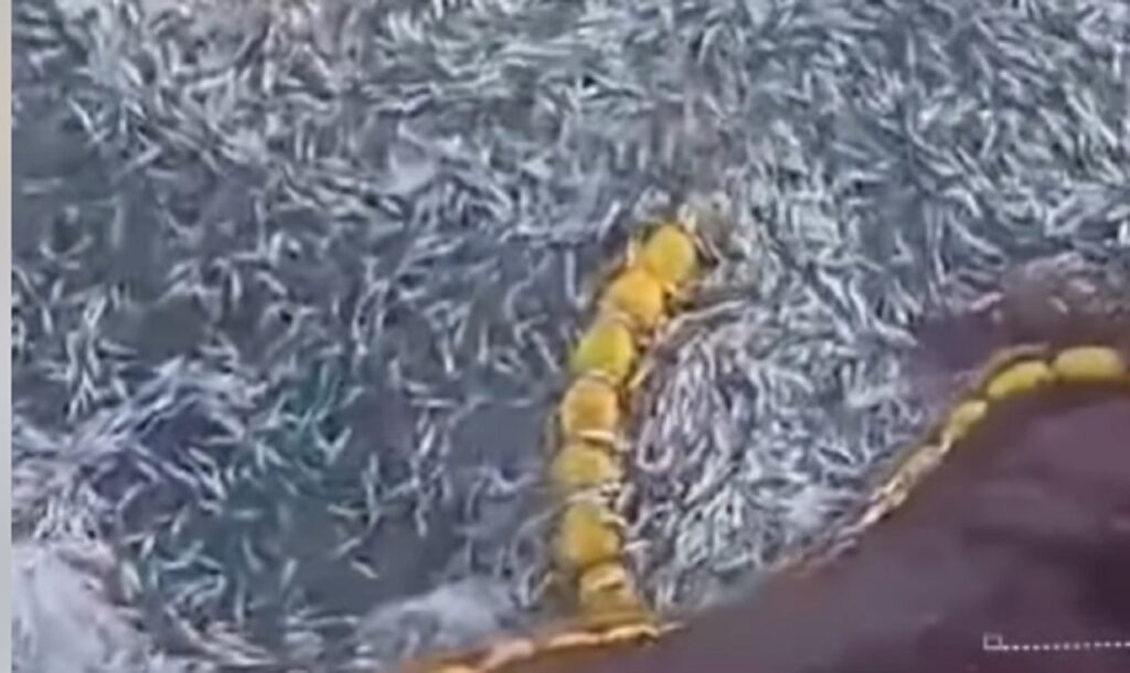 كميات ضخمة من صغار السردين ترمى في عرض سواحل العيون، وسط تحذيرات من تهديد استدامة المصايد