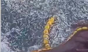 كميات ضخمة من صغار السردين ترمى في عرض سواحل العيون، وسط تحذيرات من تهديد استدامة المصايد