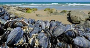 رفع الحظر عن جمع وتسويق الصدفيات بسيدي بولفضايل بتزنيت مع تنبيه صحي للمستهلكين