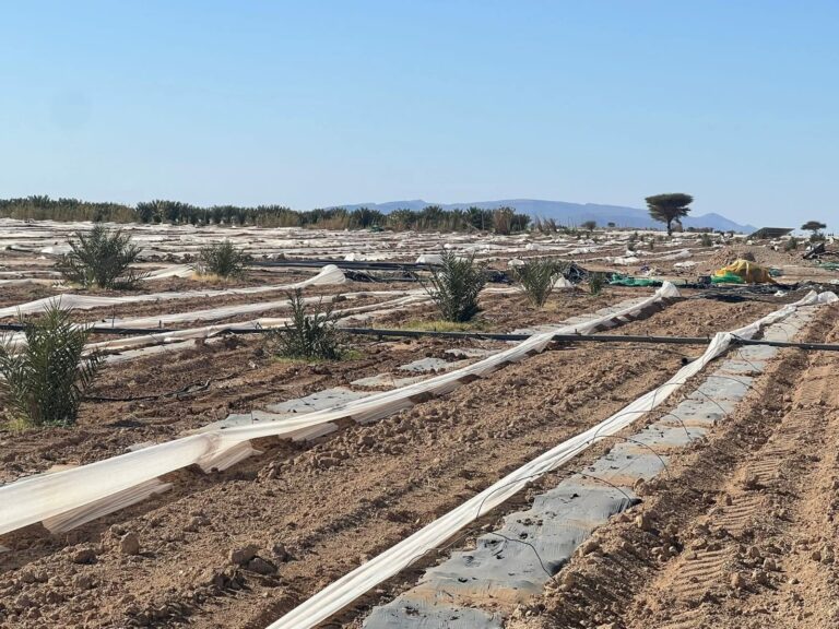 إتلاف “البطيخ” وأزمة العطش يفاقمان المعاناة في طاطا رغم الأمطار الأخيرة