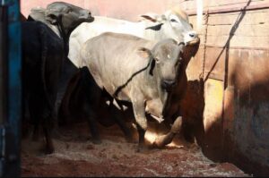 اختناق في النقل البحري يؤخر وصول العجول البرازيلية ويقلق سوق اللحوم بالمغرب