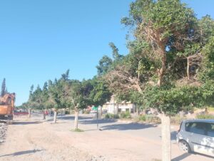 تزنيت | قطع الأشجار بشارع الحسن الثاني يثير شبهة جريمة بيئية ويضع المجلس الجماعي أمام مساءلة قانونية(+ صور)