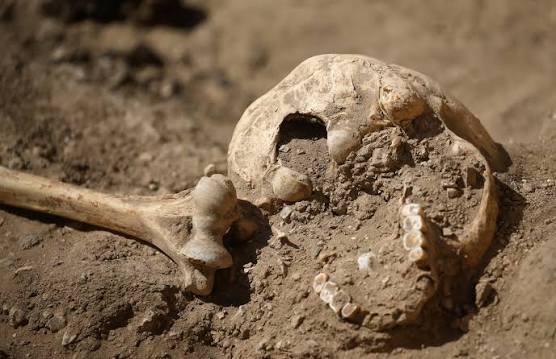اكتشاف عظام بشرية بحقل فلاحي يستنفر عناصر الدرك الملكي