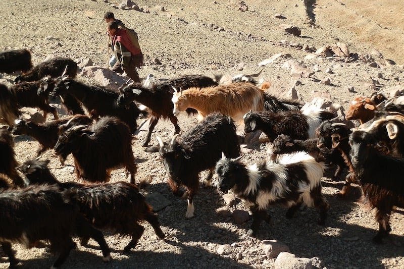 الرعاة الرحل يثيرون القلق في تيزنيت بعد الأمطار الأخيرة