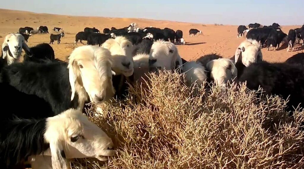 الرعاة الرحل يطلبون “الحماية” في أراضي تزنيت