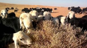 الرعاة الرحل يطلبون “الحماية” في أراضي تزنيت