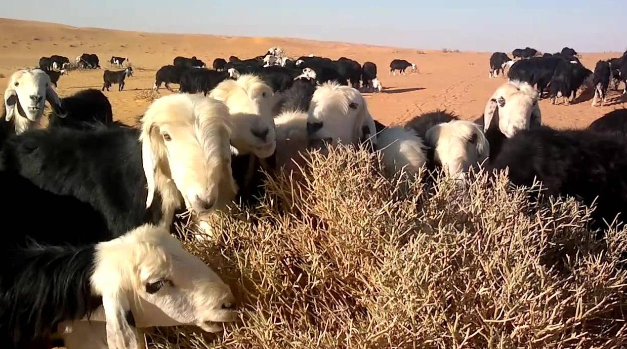 الرعاة الرحل يطلبون "الحماية" في أراضي تزنيت