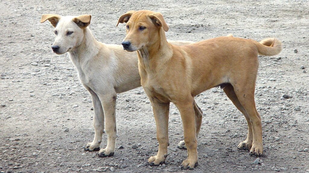 هجمات الكلاب الضالة تثير الذعر بأكادير وتغازوت