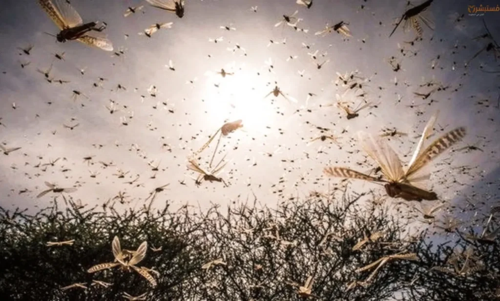 “الفاو” تنبه تحذر من استمرار انتشار الجراد في المغرب خلال الأشهر القادمة