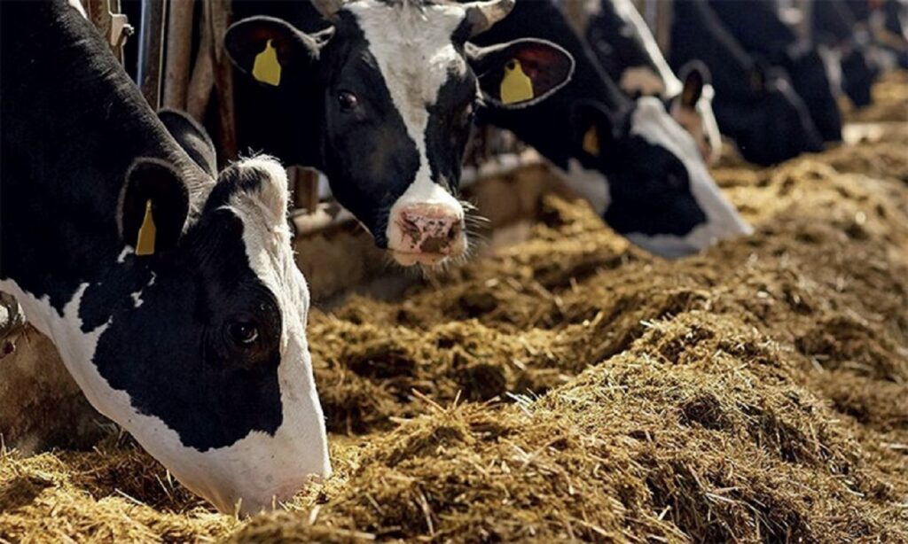 رصد 27 ألف إصابة بداء السل لدى الأبقار خلال خمس سنوات.. وزارة الفلاحة تكشف معطيات رسمية