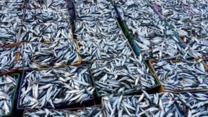 ميناء العيون يرفع وتيرة تموين السوق بالسردين بعد استئناف صيد الأسماك السطحية