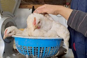 أسعار الدجاج تستقر بعد تقلبات بداية رمضان، ومهنيون يطالبون بحلول لضمان استدامة القطاع