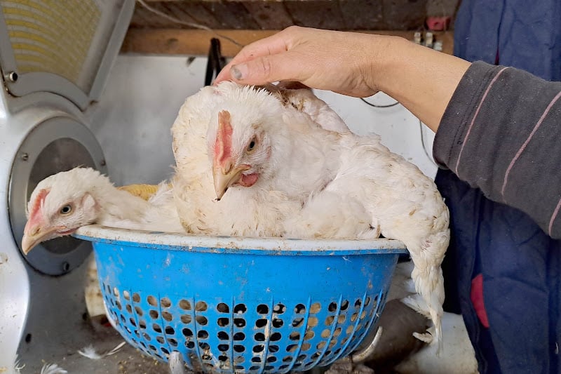 أسعار الدجاج تستقر بعد تقلبات بداية رمضان، ومهنيون يطالبون بحلول لضمان استدامة القطاع