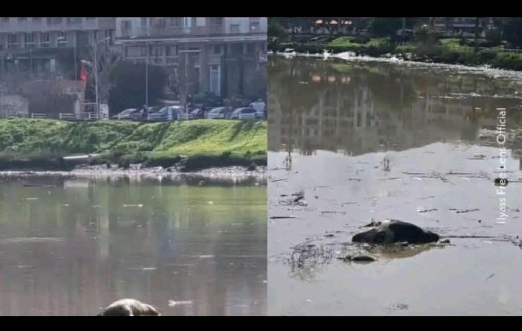 حيوانات نافقة تطفو على نهر سبو بعد الفيضانات الأخيرة