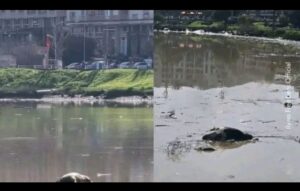 حيوانات نافقة تطفو على نهر سبو بعد الفيضانات الأخيرة