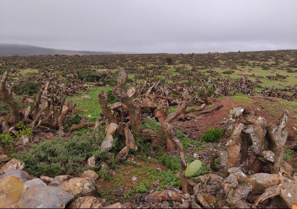 جبل كير بين الحشرة والإهمال: أيت ياسين، أكبر منطقة صبار متضررة بلا إنقاذ
