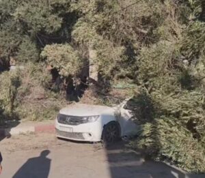 تارودانت : سقوط شجرة زيتون على سيارة أجرة