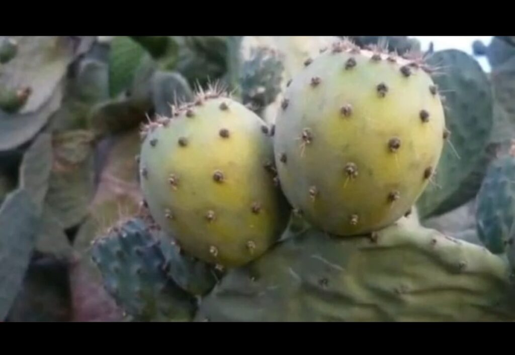 جبل كير يستغيث: أكبر منطقة صبار متضررة تنتظر الإنصاف