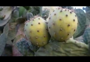 جبل كير يستغيث: أكبر منطقة صبار متضررة تنتظر الإنصاف