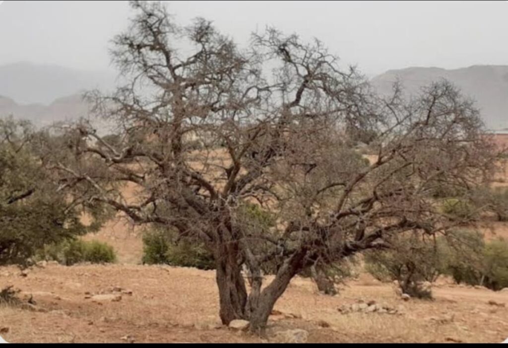 شجرة الأركان في خطر: حين يتجاوز النفوق حدود الجفاف