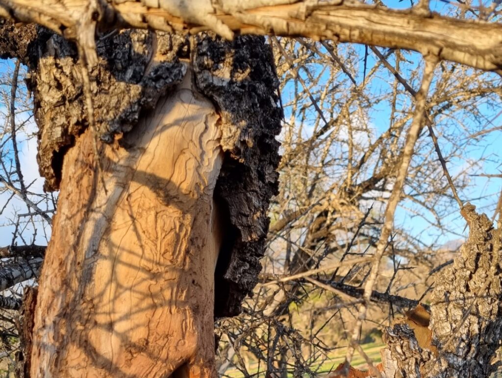 موت جماعي لأشجار أركان… كارثة بيئية صامتة نواحي أكادير تهدد رئة سوس ماسة