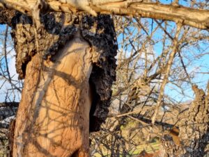 موت جماعي لأشجار أركان… كارثة بيئية صامتة نواحي أكادير تهدد رئة سوس ماسة