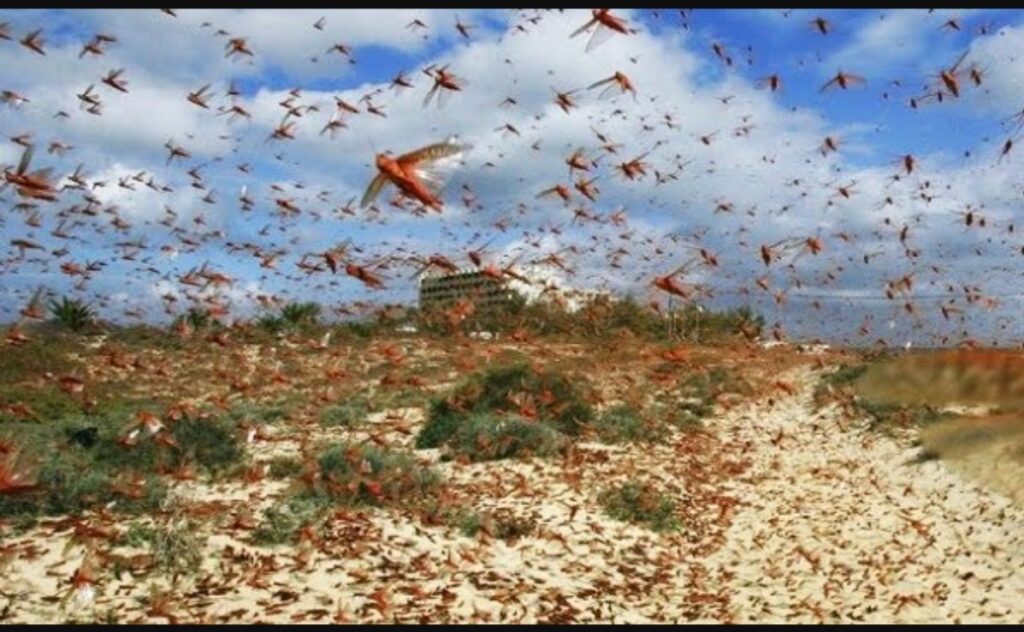 المغرب في حالة استنفار قصوى: خطة استباقية لصد “غزو” الجراد الصحراوي وحماية الأمن الغذائي