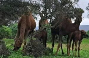 آيت باعمران تنتفض من باريس: بيان ناري ضد “مافيات الرعي الجائر” ومخططات الاستيلاء على أراضي الأجداد بسيدي إفني