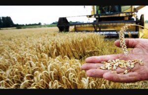 التساقطات المطرية تعزز آفاق إنتاج الحبوب في موسم 2026