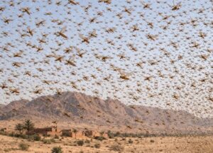 ظهور الجراد في العيون: تحركات مقلقة ومساعي للحد من الأضرار المحتملة