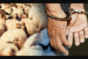 الإطاحة بفرد من عصابة “الفراقشية” بعد سرقة مثيرة لرؤوس من الأغنام