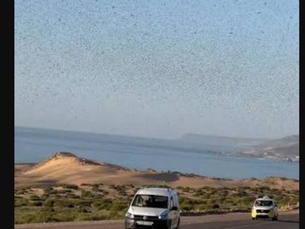استنفار في أكادير: الجراد الصحراوي يغزو حقولا، ويهدد المحاصيل الزراعية