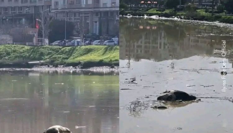 حيوانات نافقة تطفو على نهر سبو بعد الفيضانات الأخيرة
