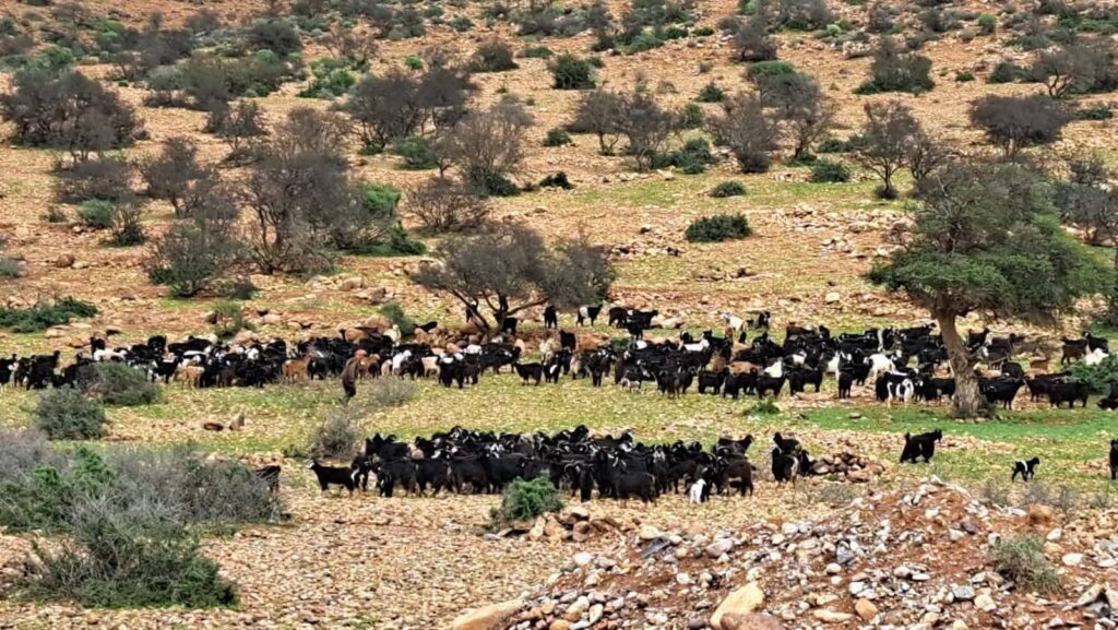 تغازوت تحت حصار الرعي الجائر: صرخة استغاثة لحماية غابات الأركان من زحف “الجحافل”