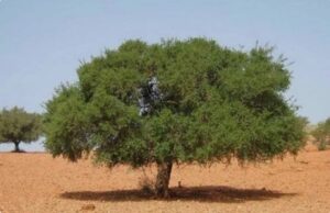 وقريبًا… منتجات الأركان جزائرية في الأسواق العالمية وبثمن مناسب