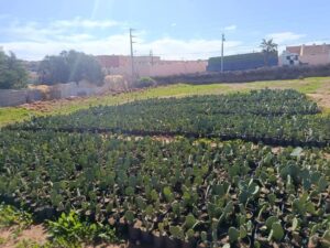 اشتوكة أيت باها تعزز صمودها البيئي بمشروع غرس 100 هكتار من الصبار