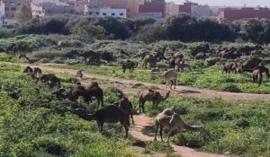 اجتياح مفاجئ لعشرات الجمال يهدد المساحات الخضراء ضواحي أكادير