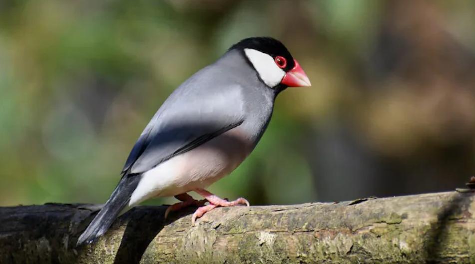 تدخل نوعي يحبط بيع طائر نادر مهدد بالانقراض