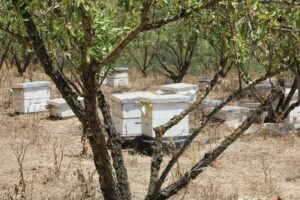 الفيضانات تتلف خلايا النحل في سهول الغرب وتكبد المهنيين “خسائر جسيمة”