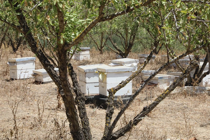 الفيضانات تتلف خلايا النحل في سهول الغرب وتكبد المهنيين “خسائر جسيمة”