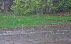 التساقطات المطرية تنعش المزروعات وتدعم تربية المشاية في إقليم تارودانت