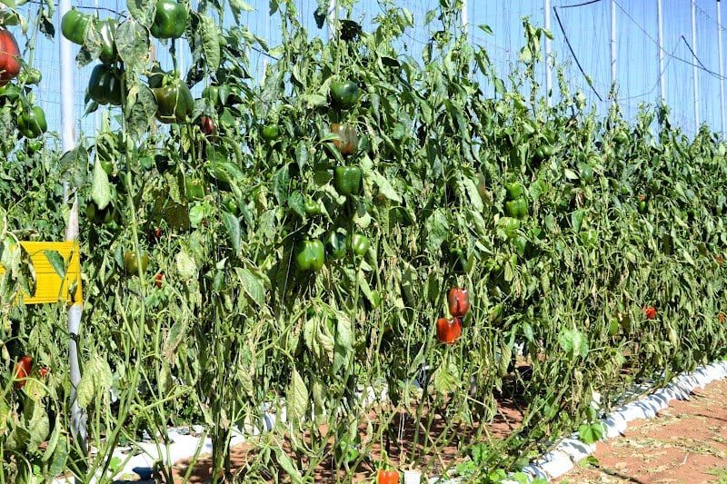 استمرار عملية إحصاء الخسائر في ضيعات سوس، وفلاحون يتطلعون إلى الاستفادة من الدعم