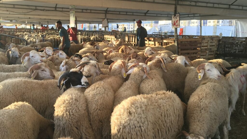 من “مضيق هرمز” إلى “رحبة الغنم”.. هل ينجح “الشناقة” في تدويل أسعار أضاحي العيد بالمغرب؟