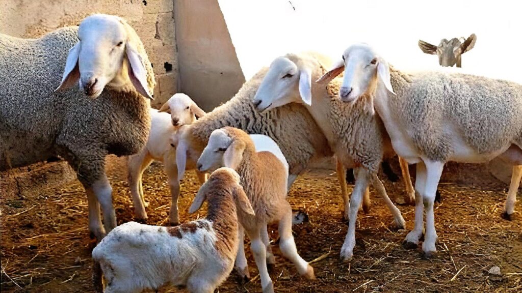 انطلاق مراقبة إناث الماشية ابتداء من 24 مارس لصرف الشطر الثاني من الدعم